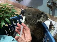 Vrouw redt verbrande koala uit Australische vlammenzee