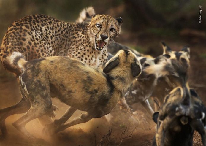 De kwaadste. Een jachtluipaard heeft het aan de stok met een groep wilde honden in Zuid-Afrika
