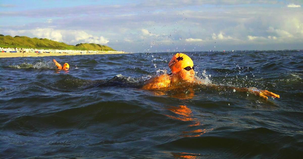 Extra volle kalender voor openwaterzwemmers; seizoen begint in Kattendijke | Sport in Zeeland
