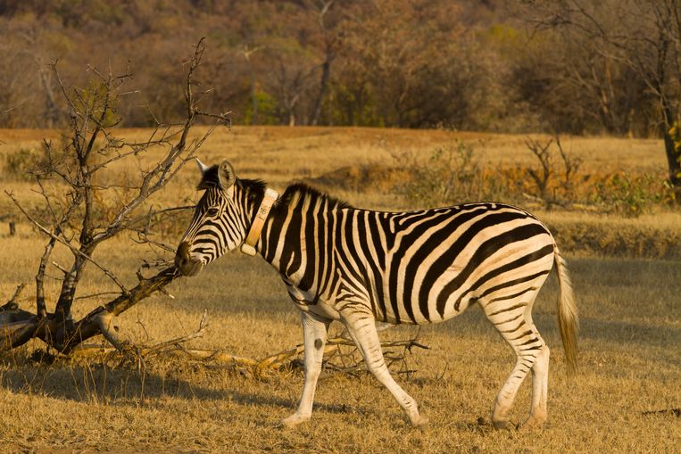 Zebra met zender. Beeld Jasper Eikelboom