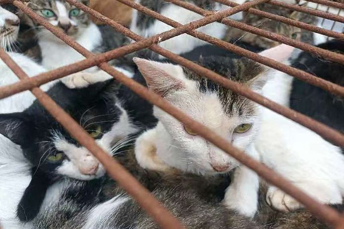 Beurs stopverf Snel Chinese politie redt ruim 150 katten die op weg waren naar slachthuis:  “Klaar om opgegeten te worden” | Buitenland | hln.be