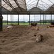 De moderne koe is geen koe, maar een gepimpte zuivelfabriek, en dat moet anders