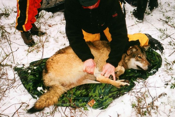 Een wolf in Noorwegen krijgt een tracker, archiefbeeld.