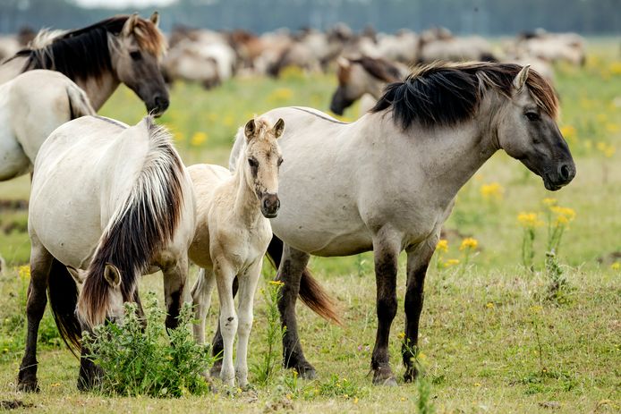 Konikpaarden.