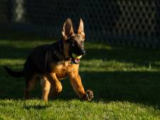 Joe Biden présente "Commander", son nouveau chien