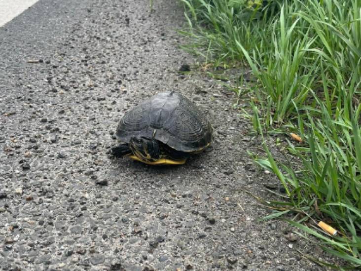 Geen weggelopen hond of kat op de snelweg bij Geldrop, maar een schildpad