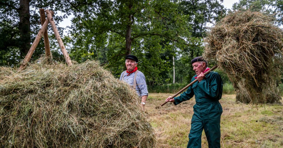 Hooi ruiteren voor gevorderden in Lage Mierde
