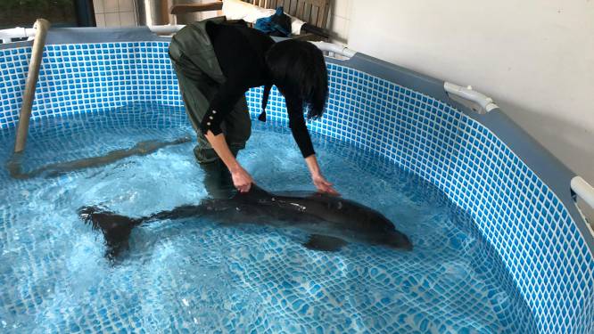 Aangespoelde bruinvis in Koksijde alsnog overleden in Boudewijn Seapark