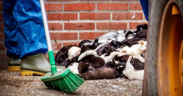 Nu ook corona bij nertsenbedrijf in Westerbeek | Coronavirus | bd.nl - BD.nl