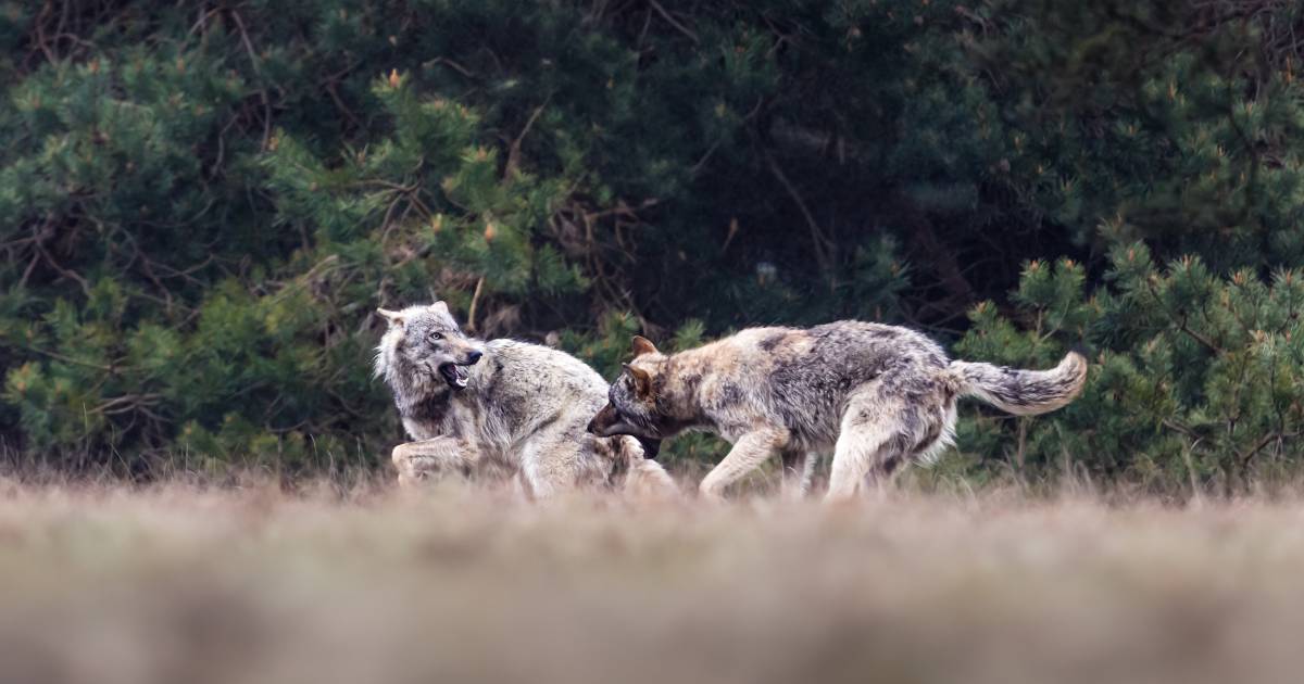 ¿Cuántos lobos podemos tener en los Países Bajos?  “La cuestión es: ¿los aceptamos?”  |  Doméstico