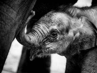 Publiek kiest 'Suki' als naam voor kerstolifantje in Planckendael