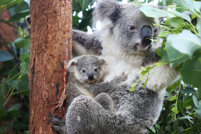 De populatie koala's is de laatste jaren behoorlijk afgenomen in Australië. De buideldieren hebben last van droogte, bosbranden, verstedelijking en de soa chlamydia.