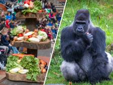 Gorilla Banjoko is pas een paar maanden in Apenheul, maar op zijn welkomstfeestje volgt opvallend nieuws