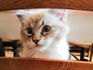 Eerste hulp bij kattenkwaad: wij vroegen raad aan een kattentherapeut