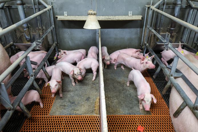 De stank en andere overlast van varkensbedrijven is veel omwonenden een doorn in het oog.