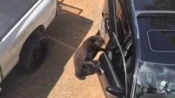 Nieuwsgierige beer kruipt in geparkeerde auto