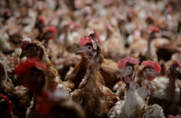 5 Moergestel Vogelgriep op kalkoenbedrijf in Brabant vastgesteld - Trouw
