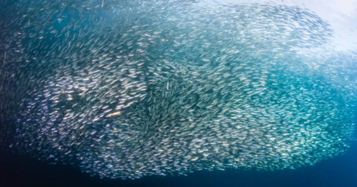 Le sardine sono in calo a causa del cambiamento climatico |  gli animali