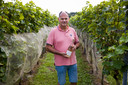Paul Bosse is eigenaar van wijngaard Domaine Brabantse Wal in Ossendrecht en verbouwt druiven op 1 hectare grond. Dit jaar valt de oogst tegen door een koud en nat voorjaar.