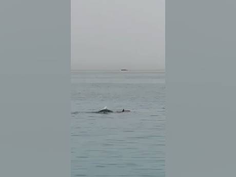 Un Russe tué par un requin en Égypte