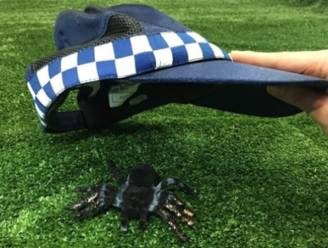 "Help! Gigantische spinnen hebben onze camper ingepalmd"