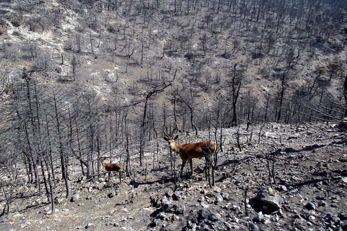 Reeën struinen rond tussen de overblijfselen na een bosbrand in een natuurpark in de buurt van Athene in de zomer van 2007.