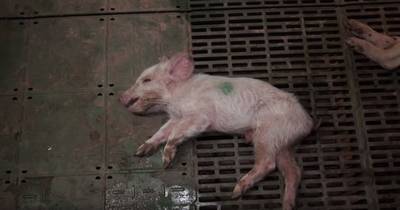 Den Haag wil ‘te schokkende’ bio-industriefilm niet op megascherm