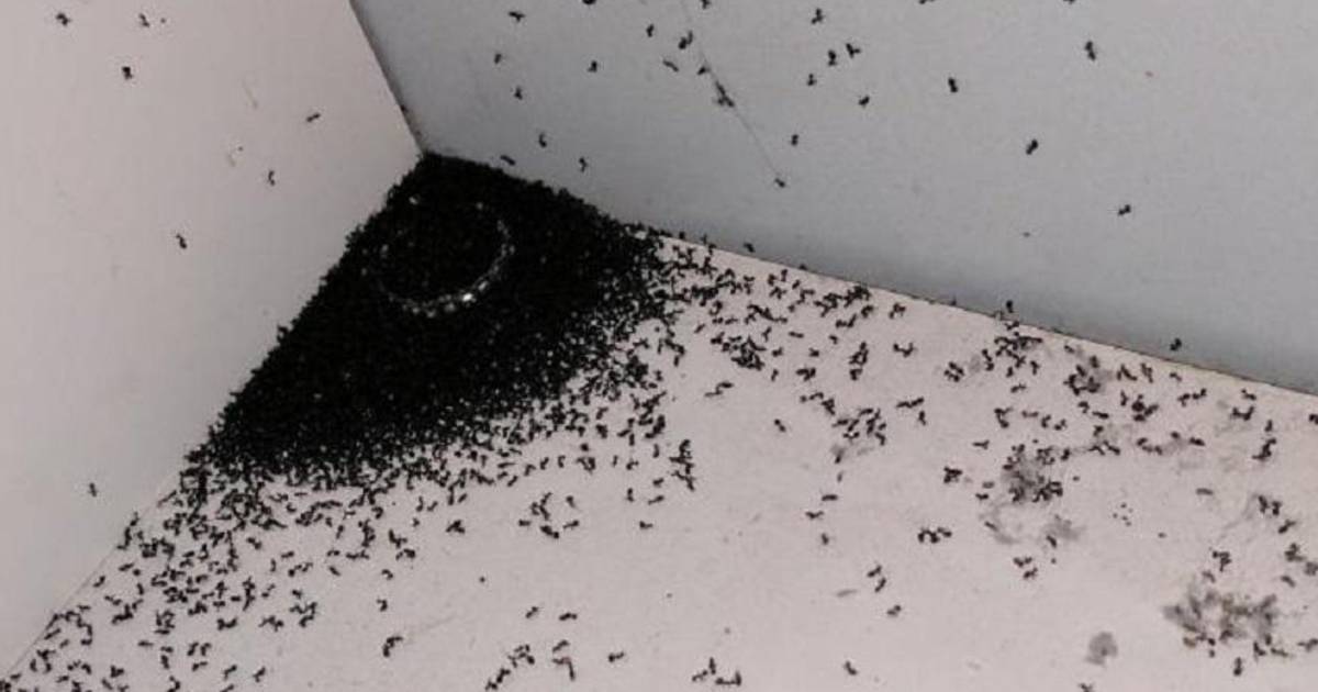 Как избавиться от мелких муравьев в доме. Домашние муравьи. Муравьи домашние мелкие. Мелкие черные муравьи в квартире. Рыжие домашние муравьи.