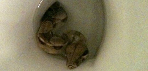 Duits Meisje Vindt Boa In Haar Toilet Nieuws Ad Nl