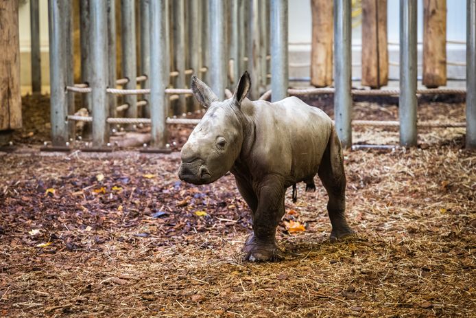 Nieuw neushoornjong geboren in Burgers' Zoo