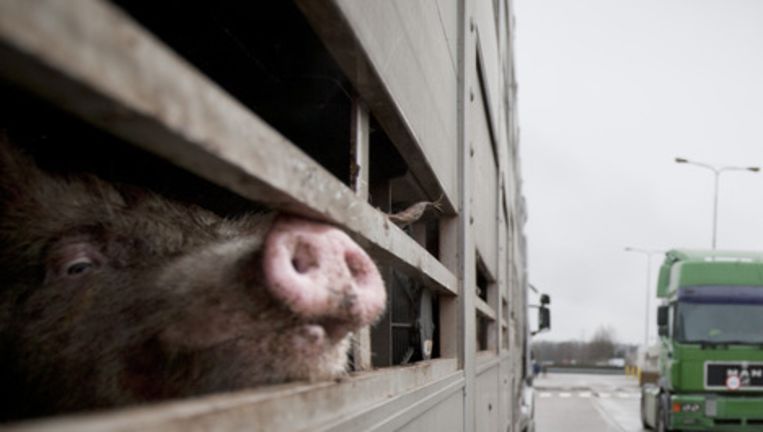 Foto: Herman Engbers Beeld 