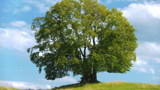 Bioloog over klimaatverandering: “We moeten bomen planten die bestand zijn tegen hitte”