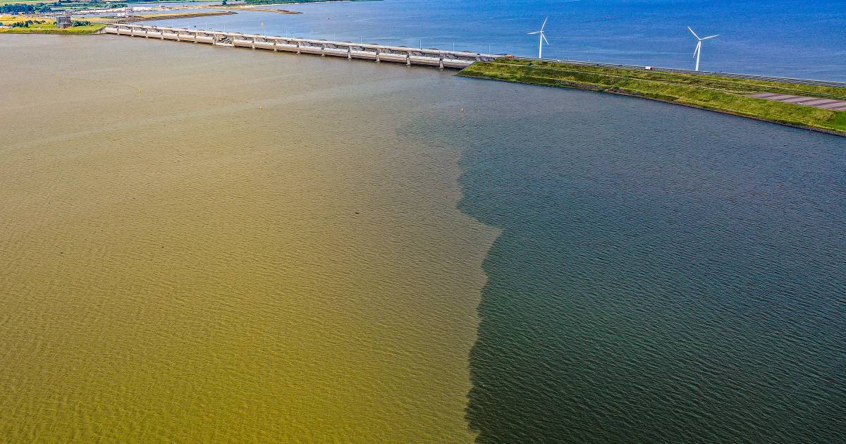 Haringvliet kleurt langzaam geel door overstromingen in Limburg en Duitsland - AD