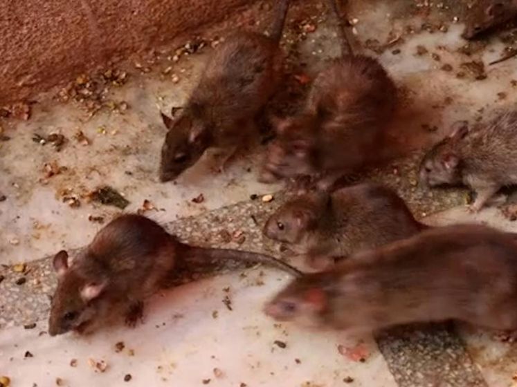 In deze Indiase tempel lopen 25.000 ratten rond