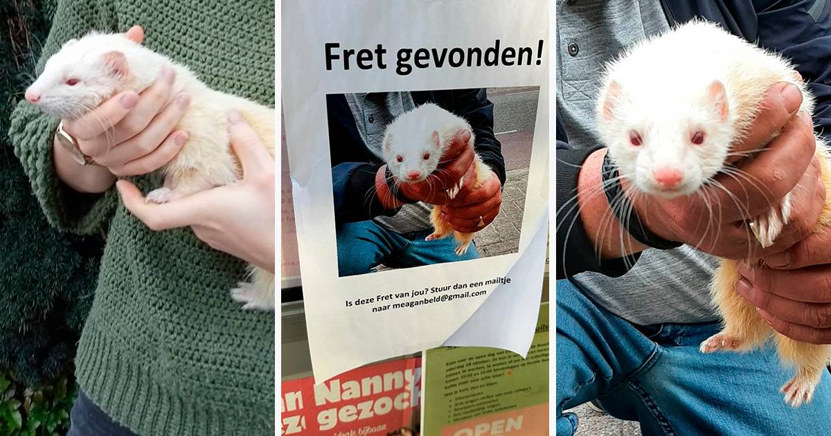 Huh? Niet één, maar twee fretten gedumpt in Enschede, opvang met handen in het haar Enschede