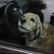 Man laat zich opsluiten in bloedhete auto om te laten zien wat een hond dan meemaakt