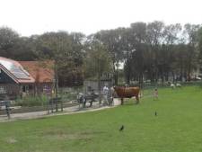 Jongeren schoppen met voetbal tegen koe op kinderboerderij: ‘Te triest voor woorden’