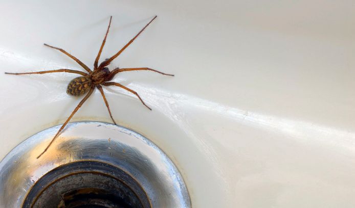 Neen, spinnen kruipen niet uit de afvoer...