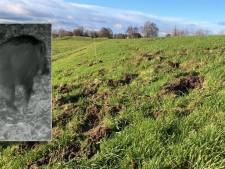 IJsselzwijn bij Zwolle afgeschoten: 'Maarten’ bleef wroeten in de dijk