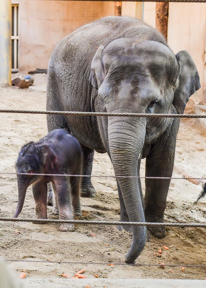 Joel Hoylaerts - Photo News