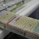 Schrijffoutje in dna is oorzaak reuzenhersens