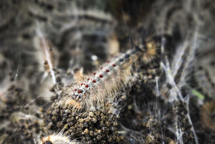 Een kolonie eikenprocessierupsen afgelopen zomer. Er zullen nu geen levende rupsen meer in nesten zitten, maar wel nog honderdduizenden brandharen. Die kunnen lichamelijk letsel veroorzaken bij mens en dier.