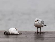 Vogelgriep in de Rotterdamse haven: ‘Blijf van dode vogels af’