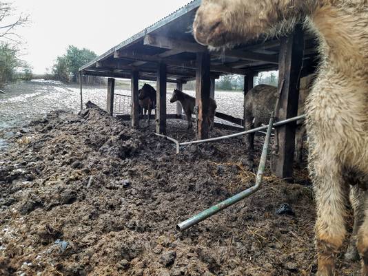 Les chevaux pataugeaient dans leurs propres excréments.