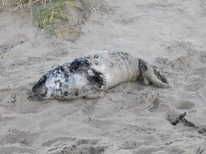 Het jonge grijze zeehondje lag uit te rusten in de duinen van Koksijde. Het diertje blijkt kerngezond.