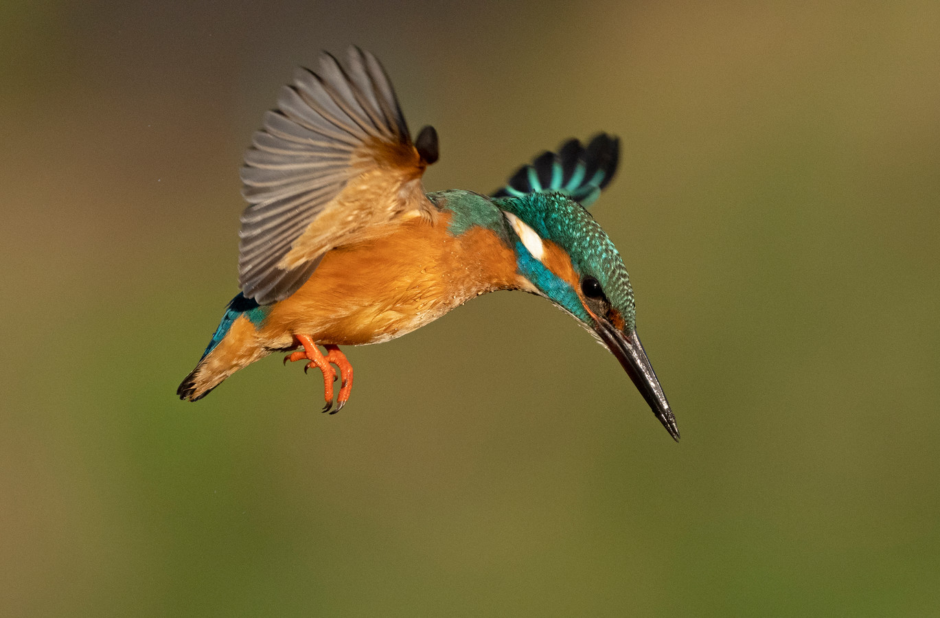 friese-ecoloog-cre-ert-natuurparadijs-voor-prachtige-ijsvogel-foto