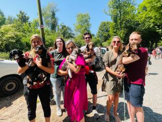 Eerste Aalsterse teckelwandeling is megasucces: “Dit had ik nooit verwacht,” zegt initiatiefneemster Nathalie