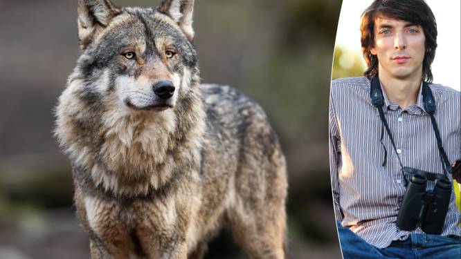Wolf duikt onverwachts op in provincie Antwerpen, is dat gevaarlijk? “De kans dat je Euromillions wint, is groter dan het risico dat een wolf je aanvalt’