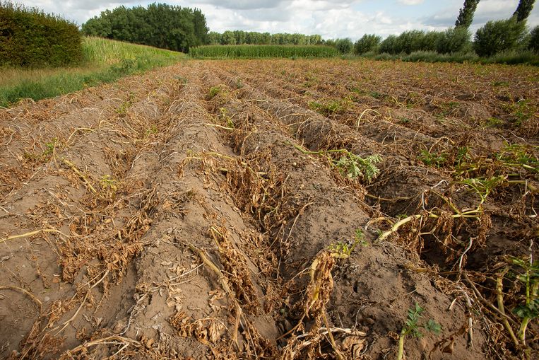 Uitgedroogde aardappelplanten. Getroffen boeren kunnen na een erkenning hun aanvraag voor een tegemoetkoming indienen bij het Vlaams Rampenfonds.

 Beeld BELGA