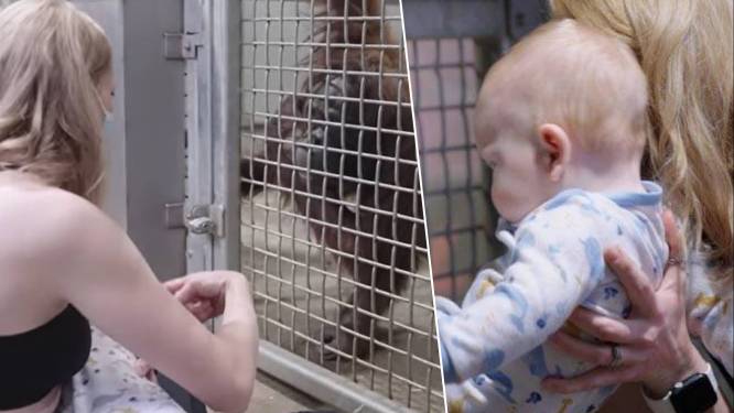 Opvallend: verweesde orang-oetan weet niet hoe ze haar jong moet voeden, tot dierenverzorgster met eigen baby voordoet hoe het moet